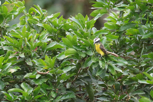 White-ringed Flycatcher